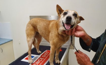 Dog looking up at camera on vet table.